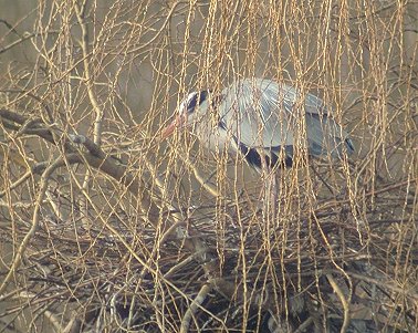 Blauwereiger010303